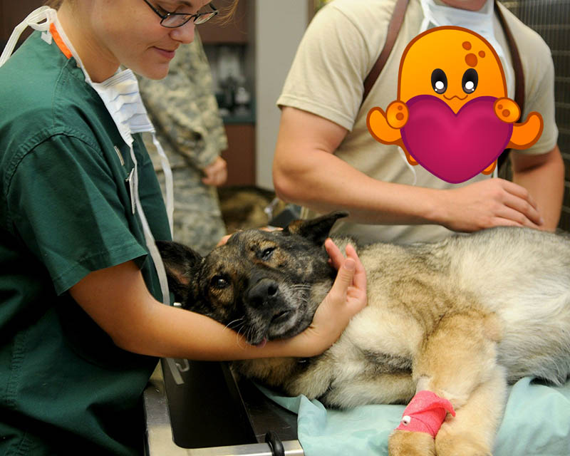 10 Veterinary Marketing Tips For Your Clinic